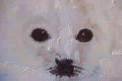 seal